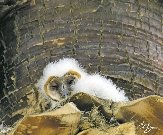 Owls.